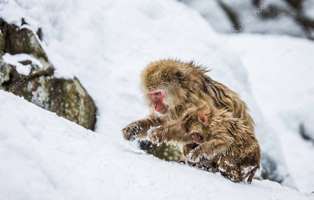 Mother with baby Japanese macaques in snow.