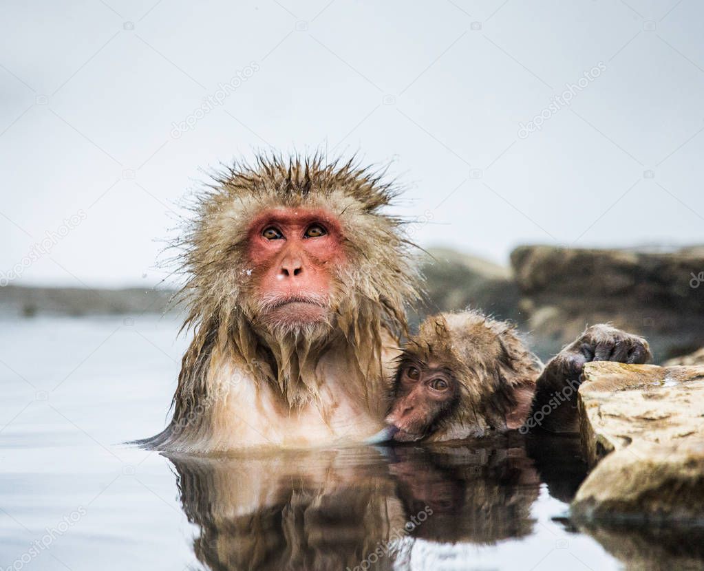 Japanese macaques in water in hot spring.