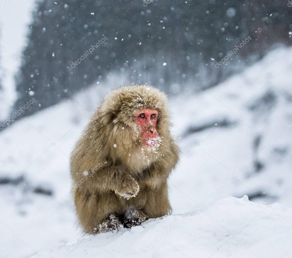 Portrait of snow macaque