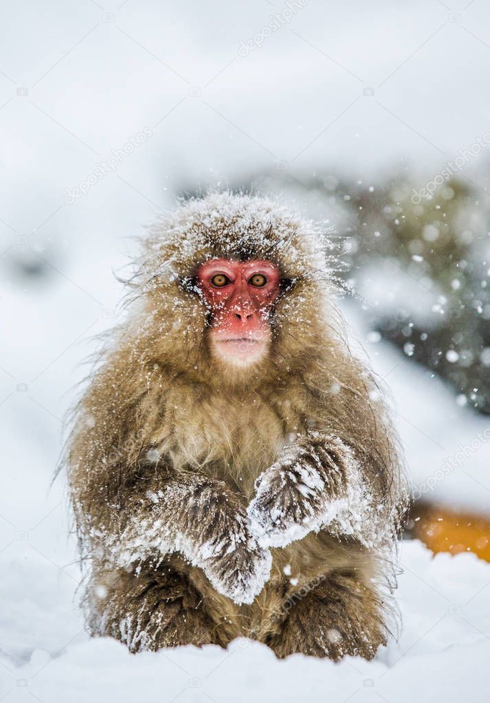Portrait of snow macaque