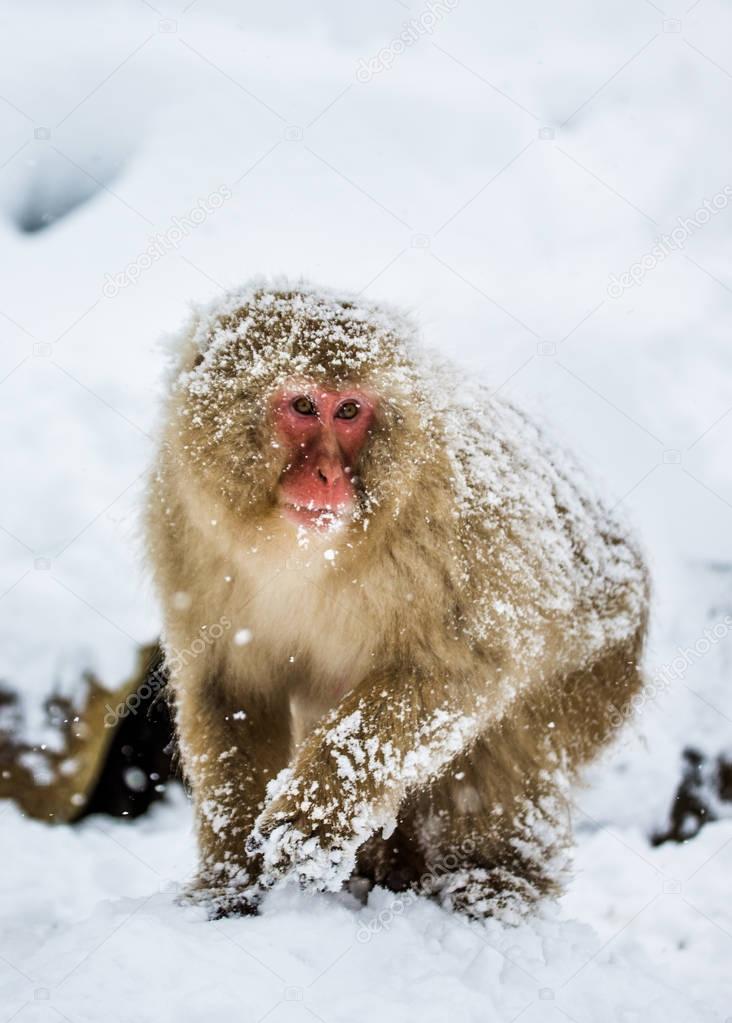 Japanese macaque on rocks 