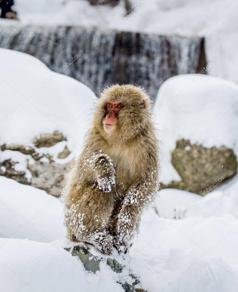 Japanese macaque on rocks 