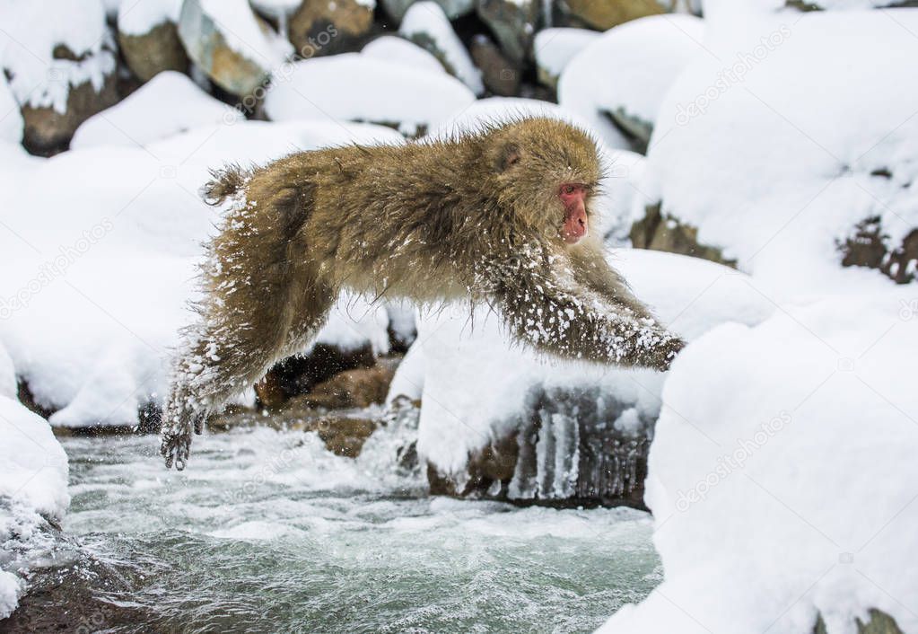 Macaque jumping through small river.
