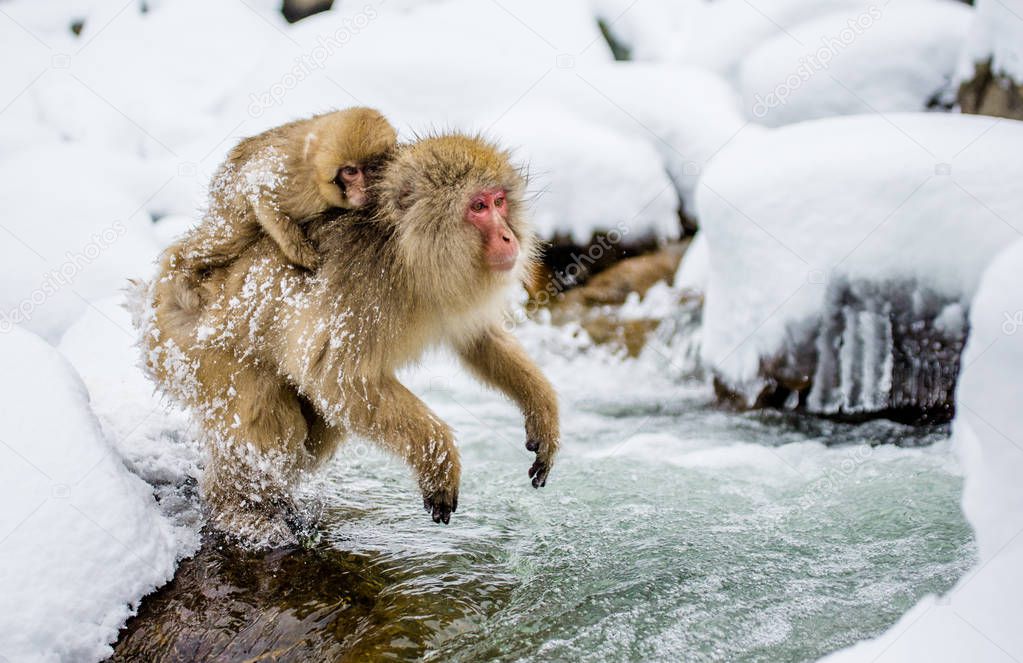 Japanese macaques jumping through river.