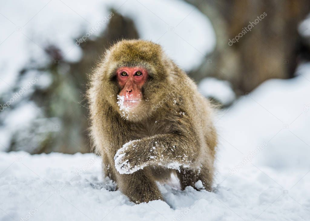 Japanese macaque sitting in snow