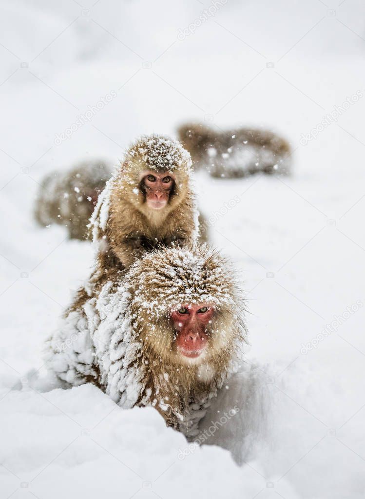 Mom Japanese macaque with baby 