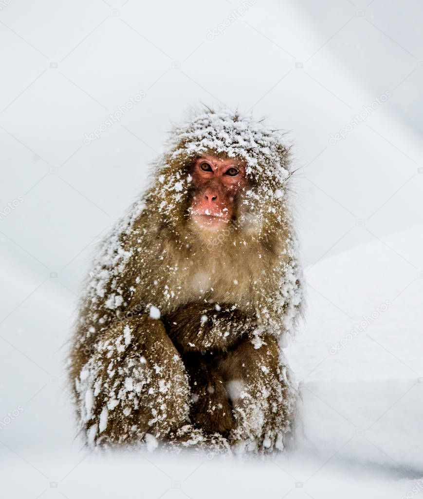 Japanese macaque sitting in snow