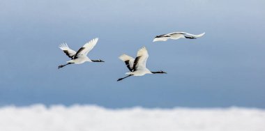 Grup Japon uçuş vinç