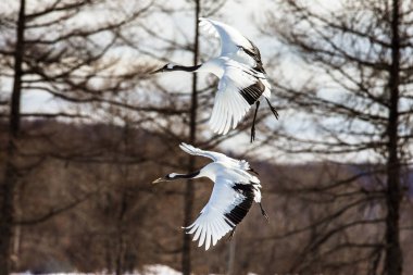 Uçuş iki Japon Vinçler