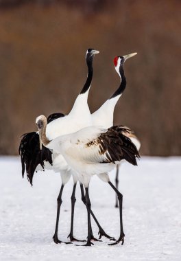 Karda Japon Vinçler