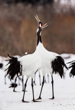 Karda Japon Vinçler