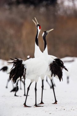 Karda Japon Vinçler