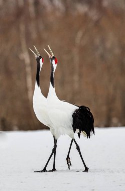 Karda Japon Vinçler