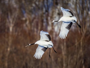 Uçuş iki Japon Vinçler