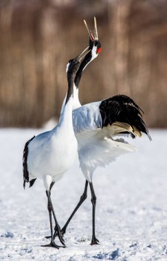 Karda Japon Vinçler