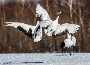 Uçuş iki Japon Vinçler