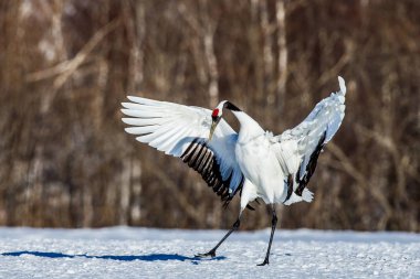 Japon vinç kanatlarını murabba.