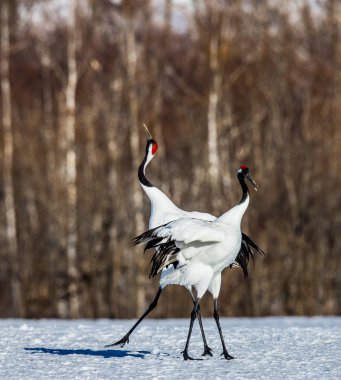 Karda Japon Vinçler