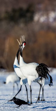 Japon karda yürüme Vinçler