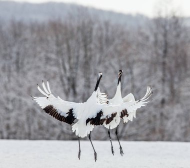 Vahşi Japon Vinçler