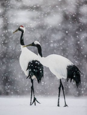 Japon karda yürüme Vinçler