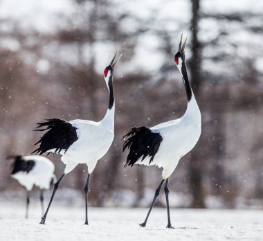 Japon karda yürüme Vinçler