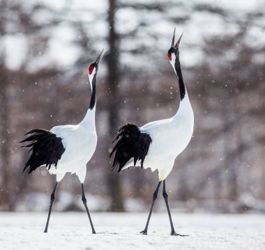 Japon karda yürüme Vinçler