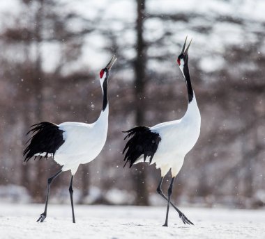 Japon karda yürüme Vinçler