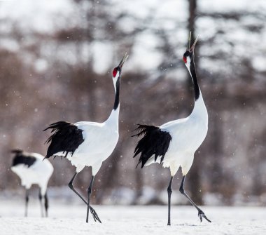 Japon karda yürüme Vinçler