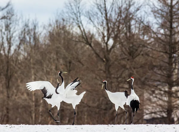 Japanese cranes standing on snow. — Stock Photo, Image