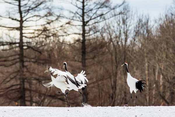 Group of Japanese cranes — Stock Photo, Image