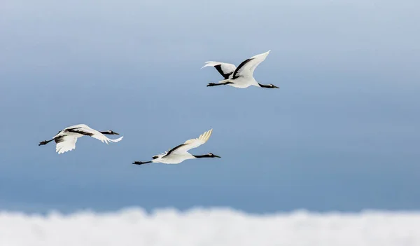 Group of Japanese cranes in flight — Stock Photo, Image