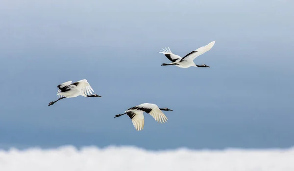 Gruppo di gru giapponesi in volo — Foto Stock