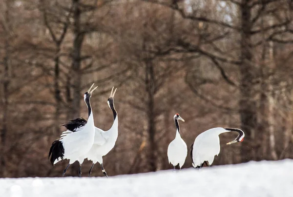 Group of Japanese cranes on snow. — Stock Photo, Image