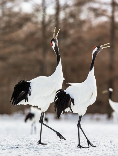 Japanese Cranes walking on snow