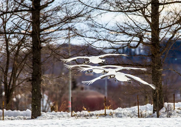 Group of Japanese cranes in flight — Stock Photo, Image