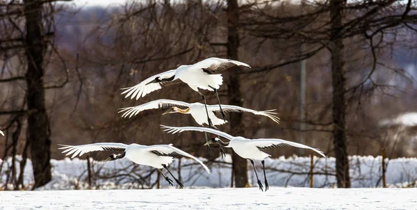 Gruppe japanischer Kraniche im Flug — Stockfoto