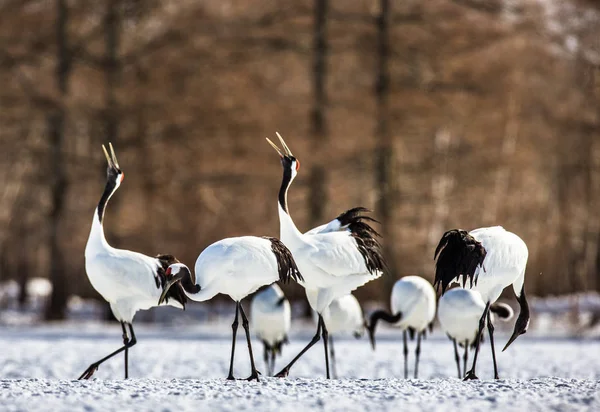 Gruppo di gru giapponesi sulla neve . — Foto Stock