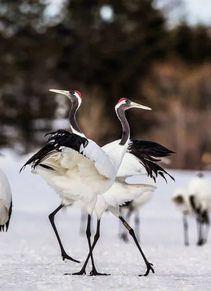 Japanese Cranes on snow — Stock Photo, Image