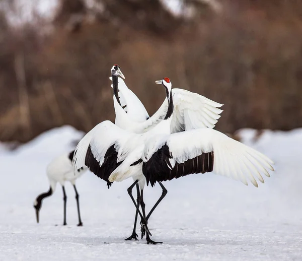 Japanese Cranes on snow