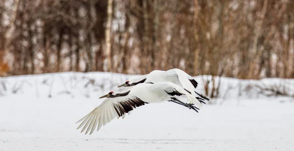 Two Japanese cranes in flight — Stock Photo, Image