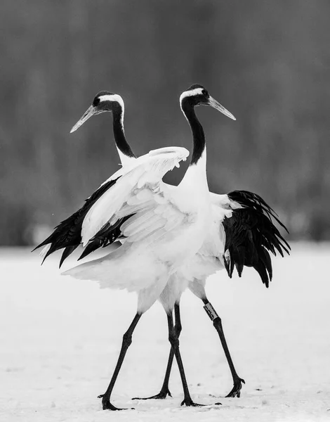 Japonští jeřábi na sněhu — Stock fotografie