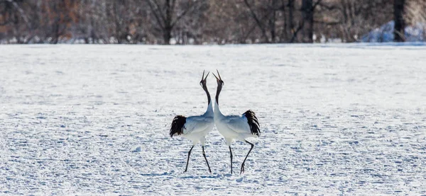 Japanese Cranes on snow — Stock Photo, Image