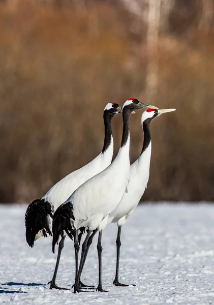 Group of Japanese cranes on snow. — Stock Photo, Image