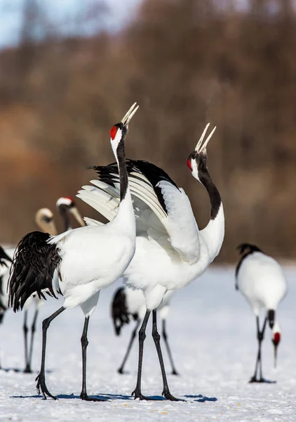 Japanese Cranes on snow