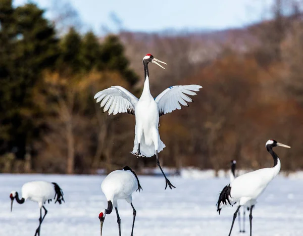 Japanese crane squared his wings. — Stock Photo, Image