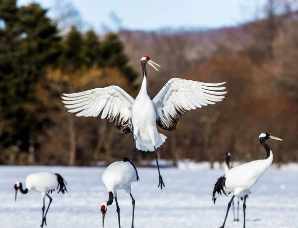 Japanese crane squared his wings. — Stock Photo, Image