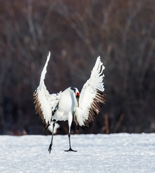 Japanese crane squared his wings. — Stock Photo, Image