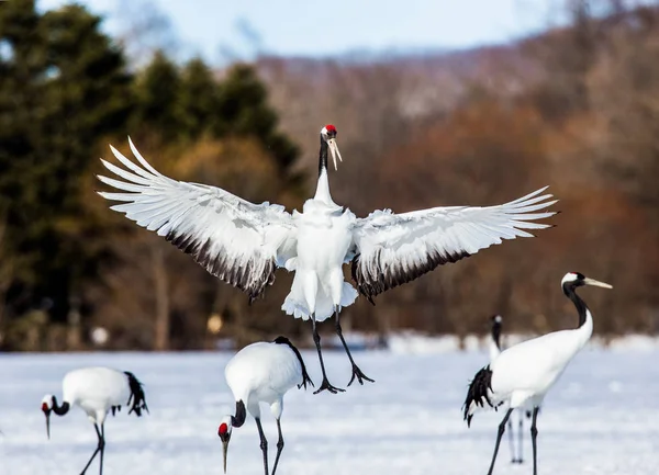 Japon vinç kanatlarını murabba. — Stok fotoğraf