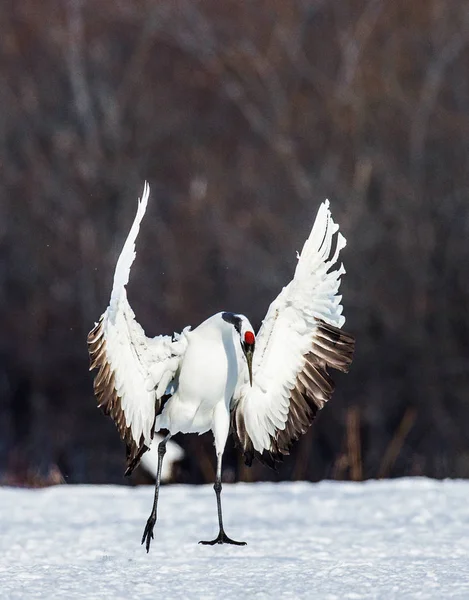Japanese crane squared his wings. — Stock Photo, Image